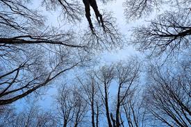 SUMMARY: Plants, essential living things