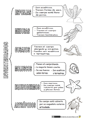 RESUMEN ANIMALES INVERTEBRADOS