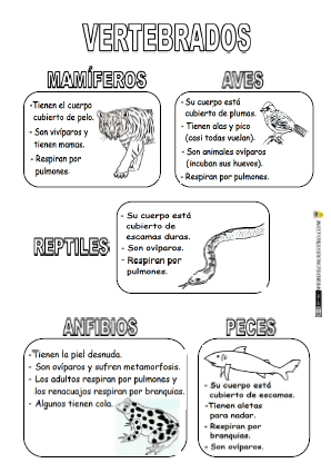 RESUMEN ANIMALES VERTEBRADOS